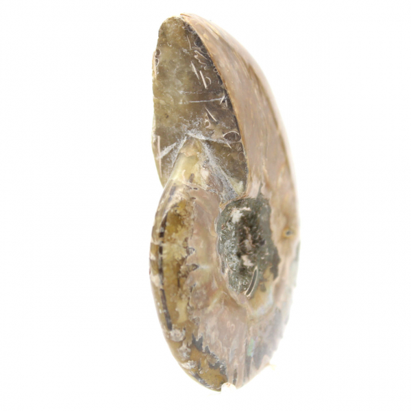 Narrow Polished Fossil Ammonite - History Stone of Madagascar