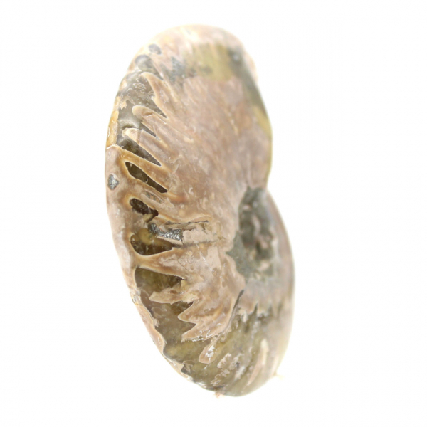 Narrow Polished Fossil Ammonite - History Stone of Madagascar