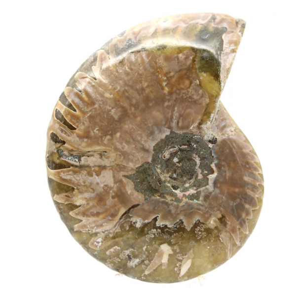 Narrow Polished Fossil Ammonite - History Stone of Madagascar