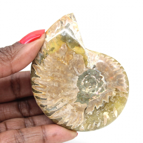 Narrow Polished Fossil Ammonite - History Stone of Madagascar