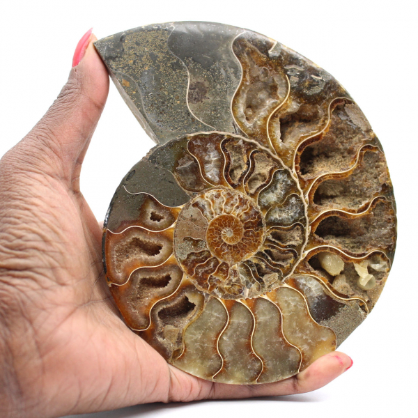Polished Ammonite for a Zen Atmosphere – Fossil from Madagascar