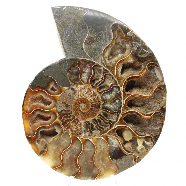 Polished Ammonite for a Zen Atmosphere – Fossil from Madagascar