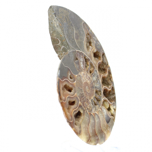 Polished Ammonite for a Zen Atmosphere – Fossil from Madagascar