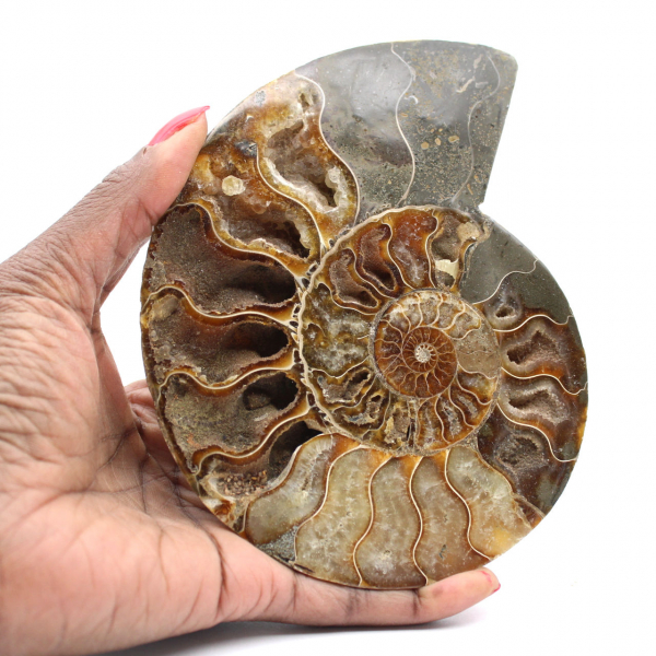 Sawn Fossil Ammonite – Aesthetics and Vibrational Rate