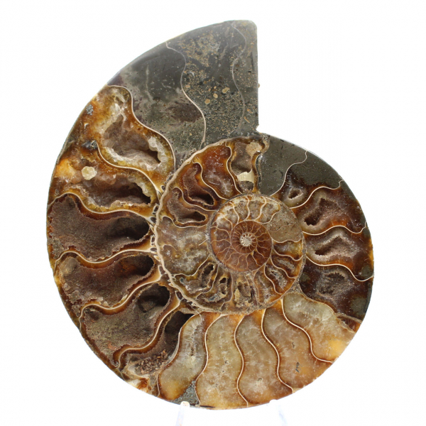 Sawn Fossil Ammonite – Aesthetics and Vibrational Rate