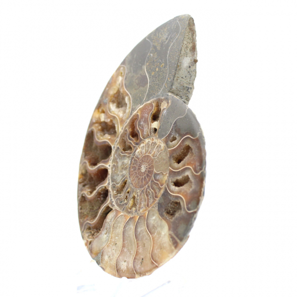 Sawn Fossil Ammonite – Aesthetics and Vibrational Rate