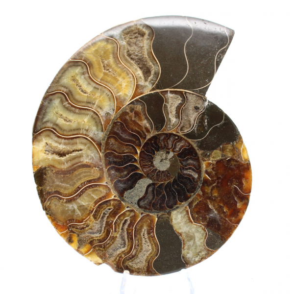 Polished Ammonite for Lithotherapy and Collection – Madagascar