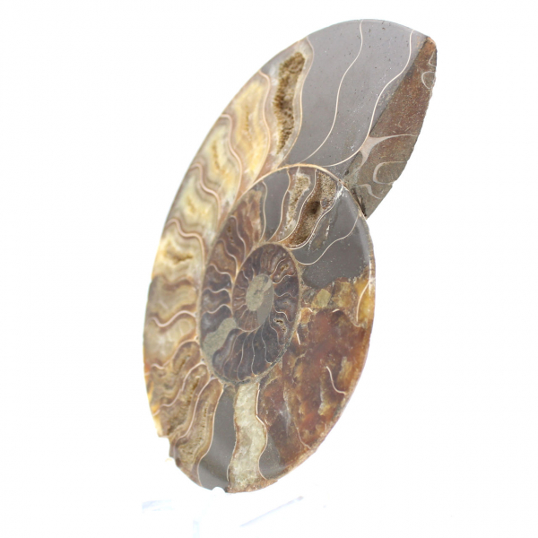 Polished Ammonite for Lithotherapy and Collection – Madagascar