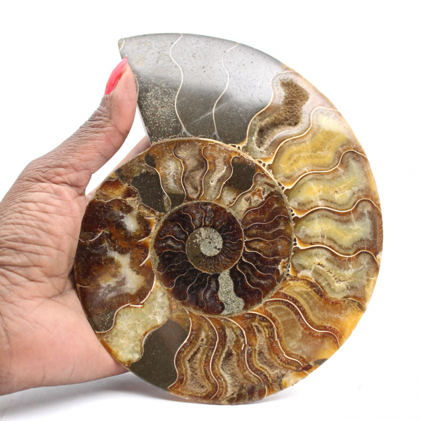 Ammonite Fossil Polished Section – Geology of Madagascar
