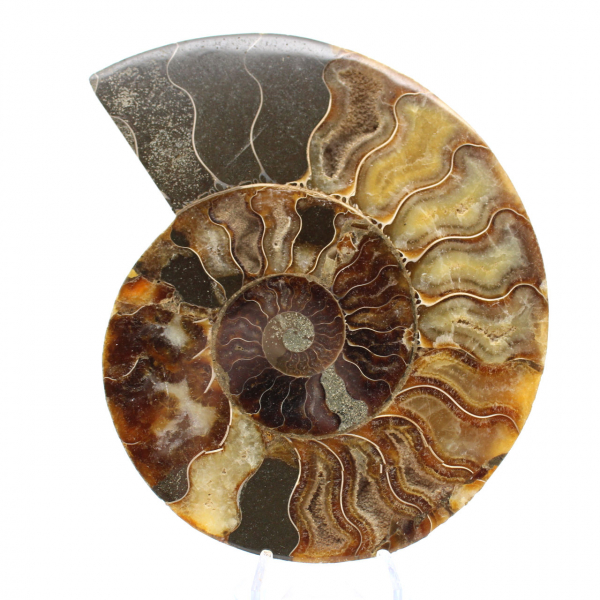 Ammonite Fossil Polished Section – Geology of Madagascar