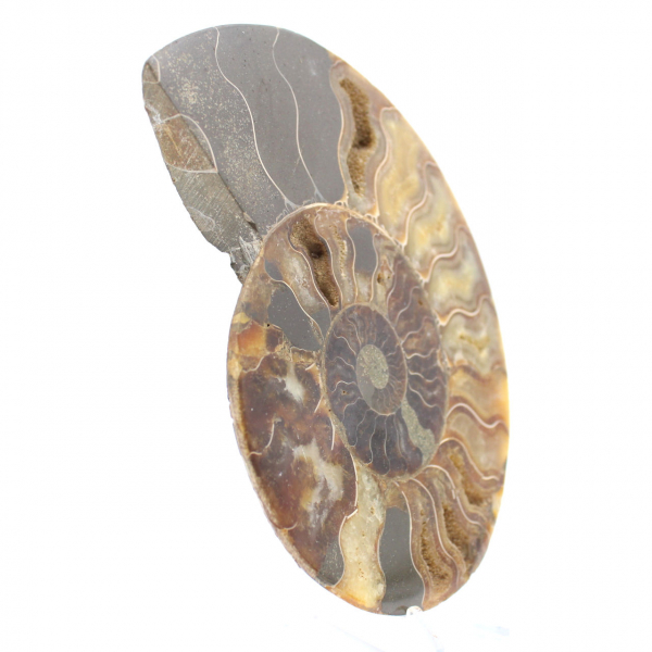 Ammonite Fossil Polished Section – Geology of Madagascar