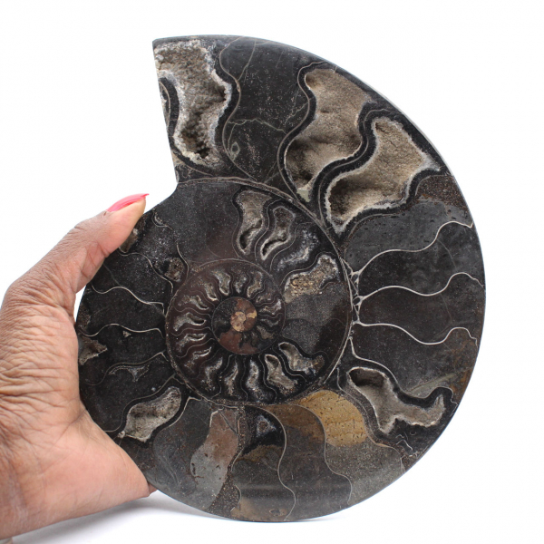 Polished Decorative Fossil Ammonite – Specimen from Madagascar