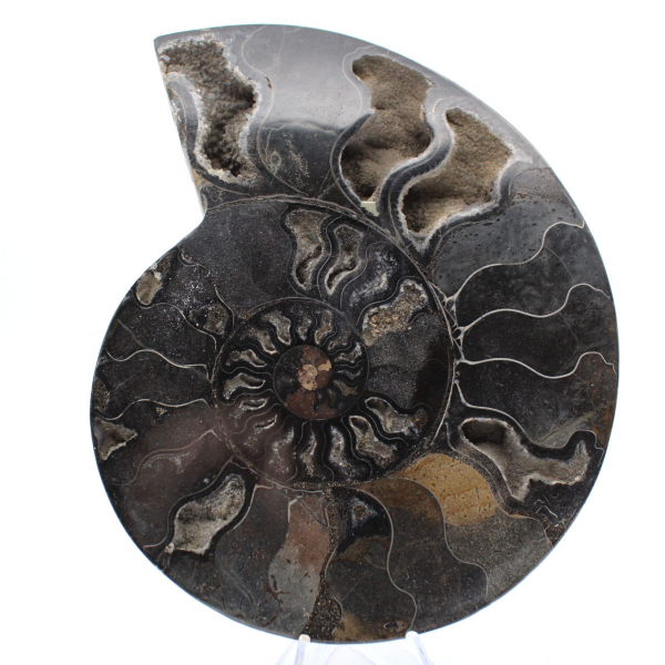 Polished Decorative Fossil Ammonite – Specimen from Madagascar