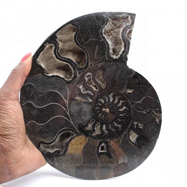 Polished Sawn Ammonite Fossil from Madagascar – Unique Collector's Item