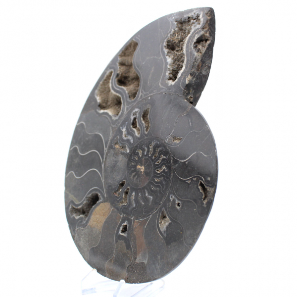Polished Sawn Ammonite Fossil from Madagascar – Unique Collector's Item