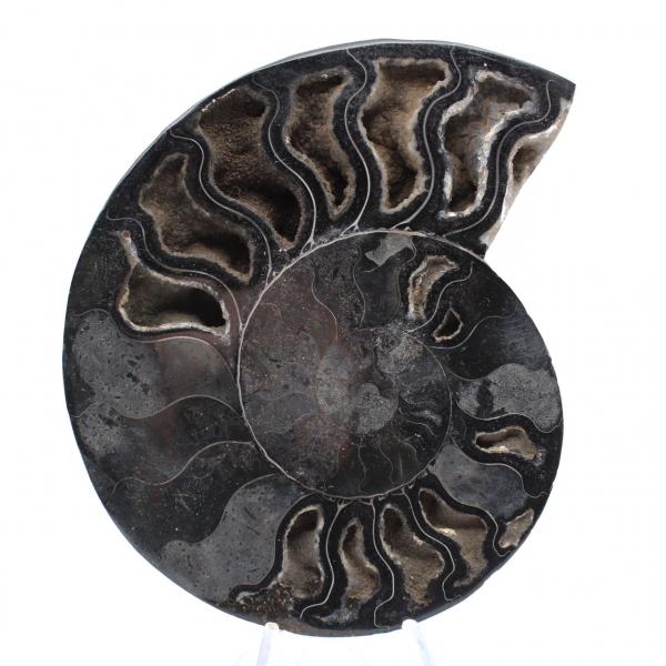 Polished Ammonite for Discerning Collectors – Authentic Fossil