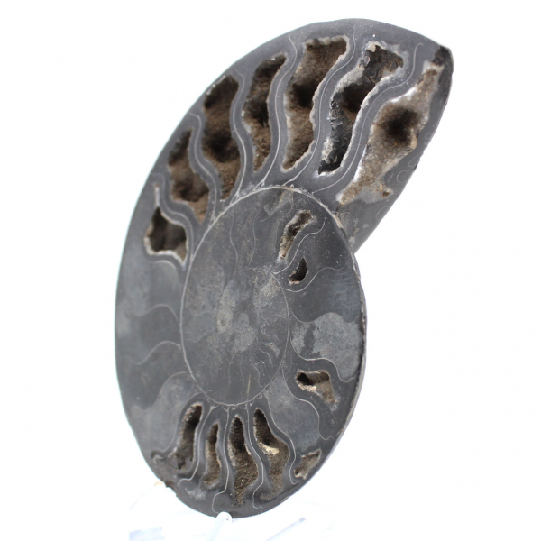 Polished Ammonite for Discerning Collectors – Authentic Fossil
