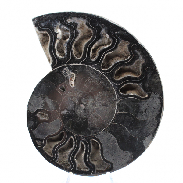 Ammonite Fossil Natural Decoration – Unique Specimen