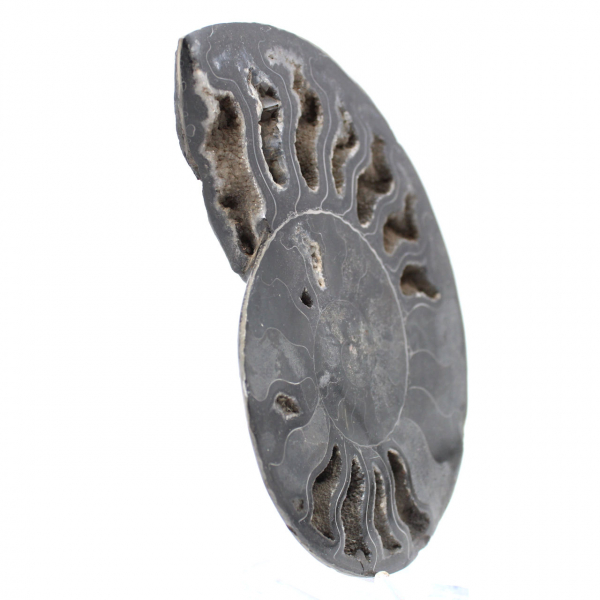 Ammonite Fossil Natural Decoration – Unique Specimen