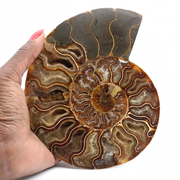 Polished Fossil Ammonite – Scientific Treasure of Madagascar