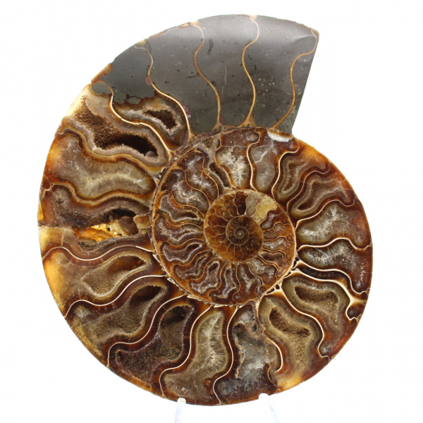 Polished Fossil Ammonite – Scientific Treasure of Madagascar
