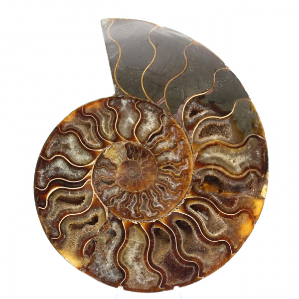 Polished Ammonite with Structured Interior – Mineral Decoration