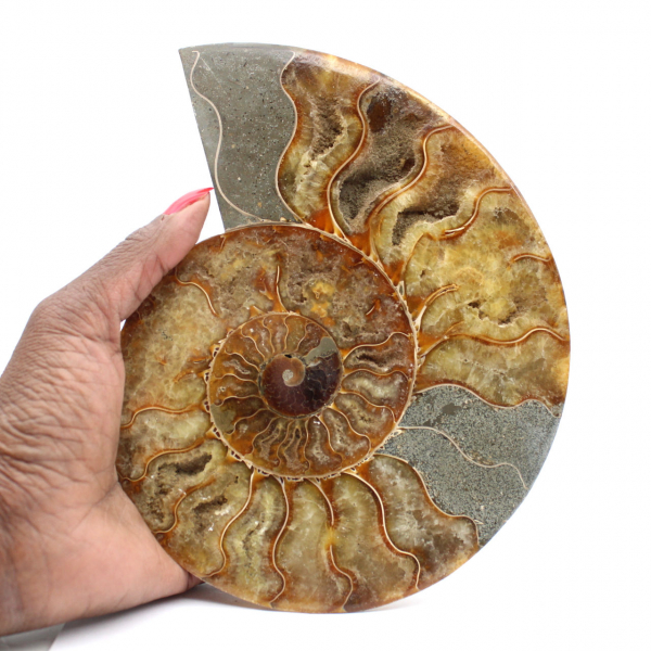 Large Polished Ammonite – Fragment from the Mesozoic Era