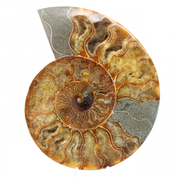 Large Polished Ammonite – Fragment from the Mesozoic Era