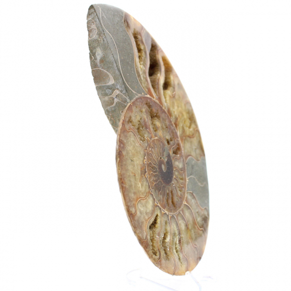 Large Polished Ammonite – Fragment from the Mesozoic Era