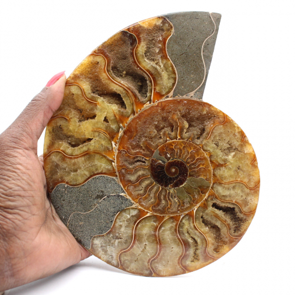 Sawn Ammonite from Madagascar – Authentic Fossil for Collectors