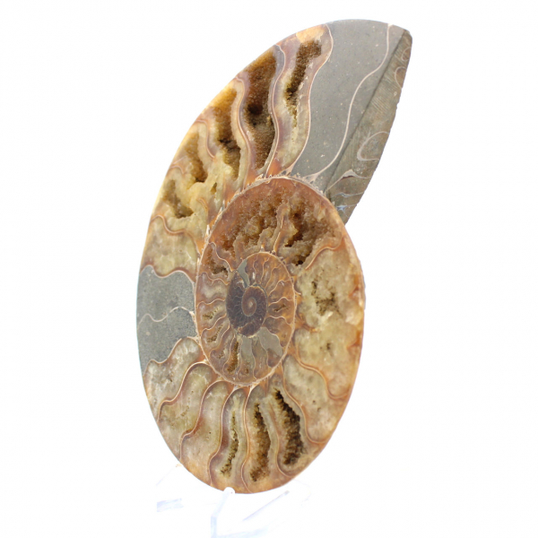 Sawn Ammonite from Madagascar – Authentic Fossil for Collectors