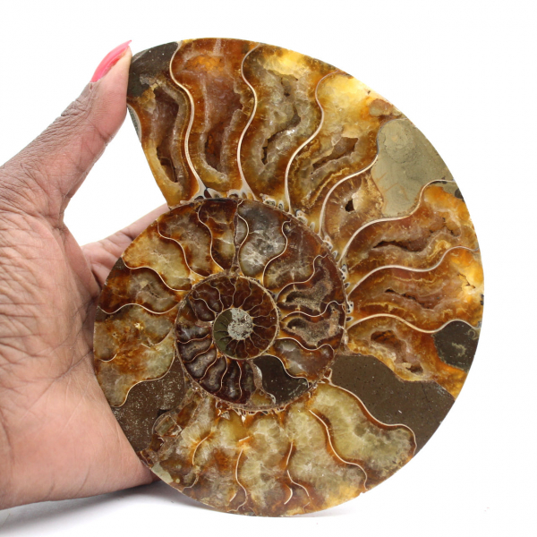 Polished Madagascar Ammonite – Centerpiece for Interior Design