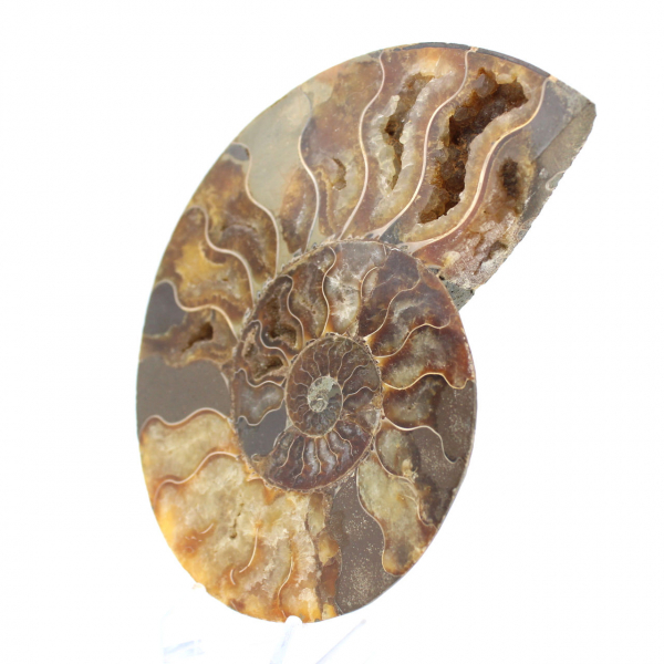 Polished Ammonite, Perfect Cut – Choice Specimen