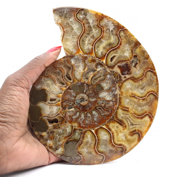 Polished Ornamental Ammonite from Madagascar – Authentic Decor