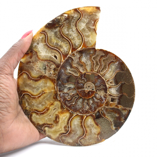 Polished Sawn Ammonite Fossil – Perfect Geometry
