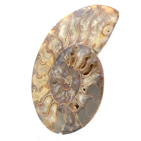 Polished Sawn Ammonite Fossil – Perfect Geometry