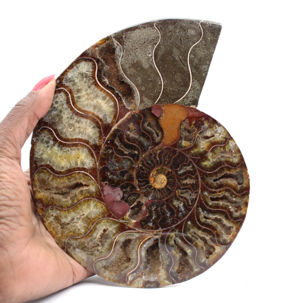 Ammonite Fossil for Home Decor – Polished Spiral