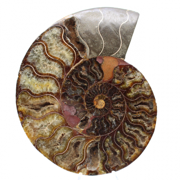 Ammonite Fossil for Home Decor – Polished Spiral