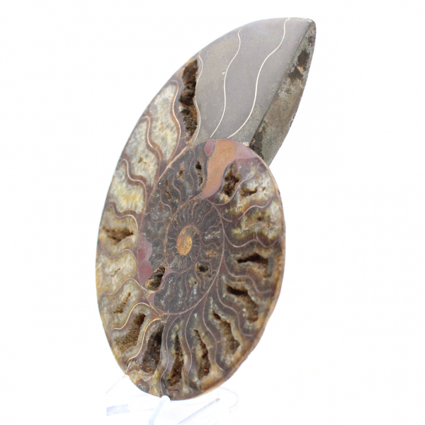 Ammonite Fossil for Home Decor – Polished Spiral