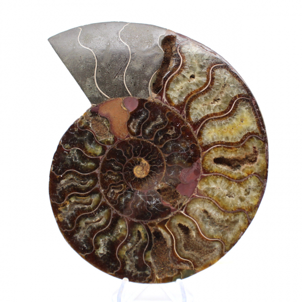 Ammonite Collector's Item from Madagascar – Sawn Cut