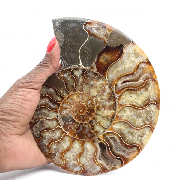 Polished Sawn Ammonite Fossil – Natural Brilliance from Madagascar