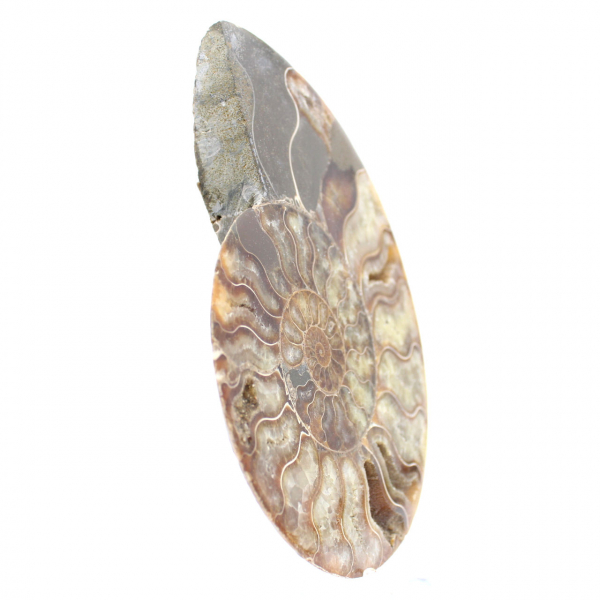 Polished Sawn Ammonite Fossil – Natural Brilliance from Madagascar