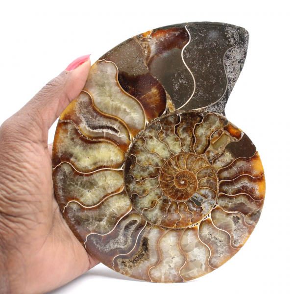 Sawn Fossil Ammonite – Study and Decorative Piece