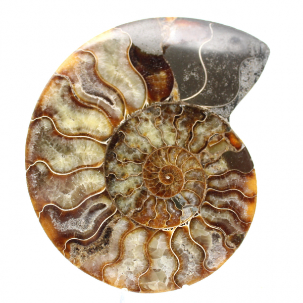 Sawn Fossil Ammonite – Study and Decorative Piece