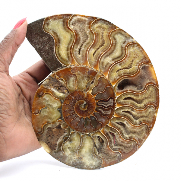 Polished Ammonite Decorative Design – Rare Fossil