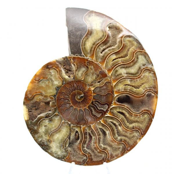 Polished Ammonite Decorative Design – Rare Fossil