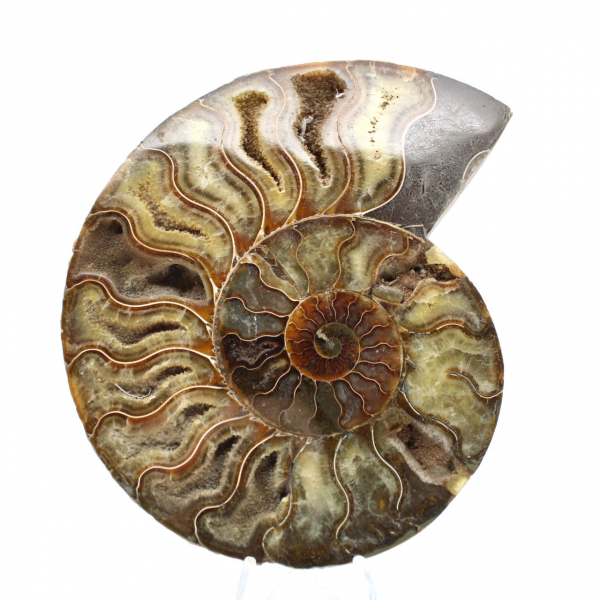 Polished Natural Fossil Ammonite – Decoration and Science