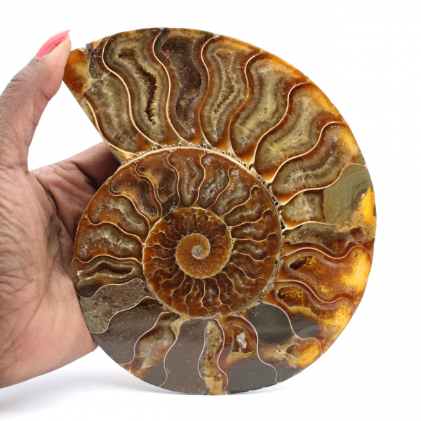 Ammonite Madagascar Collection – Polished Fossil Relic