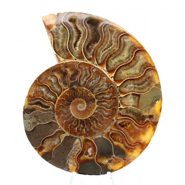 Ammonite Madagascar Collection – Polished Fossil Relic