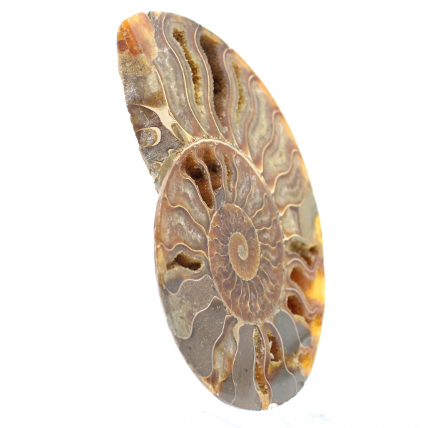 Ammonite Madagascar Collection – Polished Fossil Relic